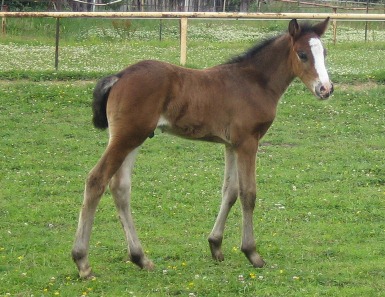Rasputin 2009